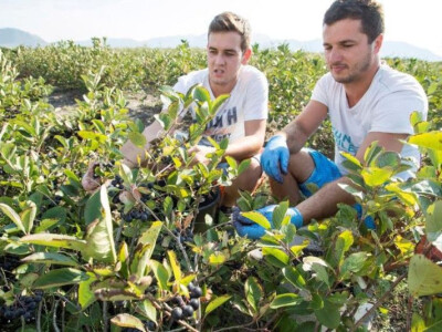 Braća uživaju berući plodove aronije na plantaži svog OPG Jelčić