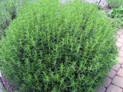 Vrijesak u primorskoj Dalmaciji