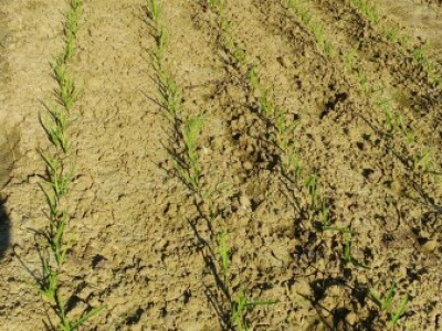 Ozimi češnjak odlično napreduje