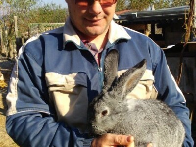 Kunić pasmine velika činčila