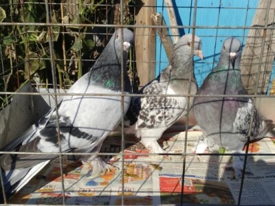 Golubovi pasmine turska takla