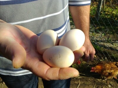 Jaja kokoši hrvatica