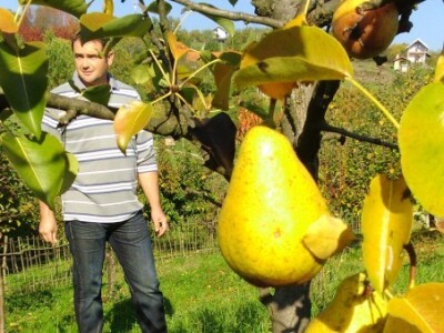 Zlatna jesen u voćnjaku