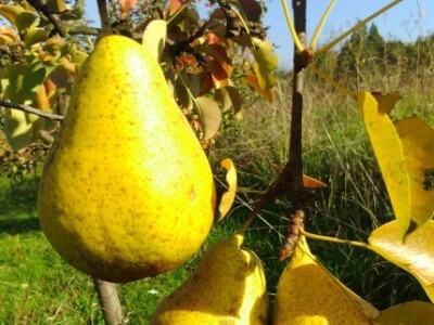 Žute, sočne i slatke