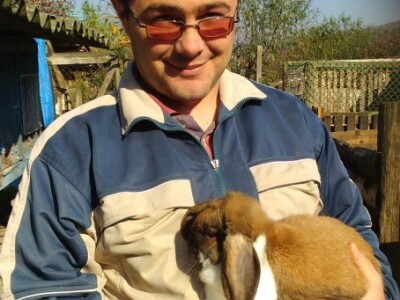 Patuljasti ovnoliki kunić - tirinški šarac