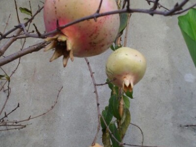 Vrkljani uzgajaju i nar