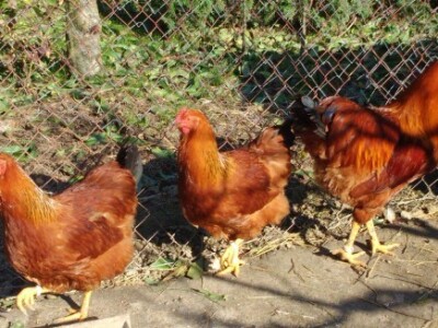 Kokoši pasmine new hampshire