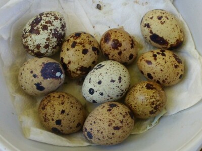 Prepeličja jaja