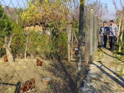 Potražnja za pilićima