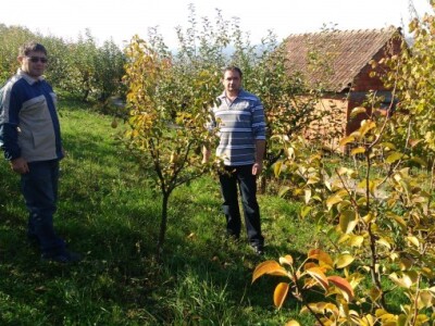 Voćnjak je često na meti nepozvanih berača
