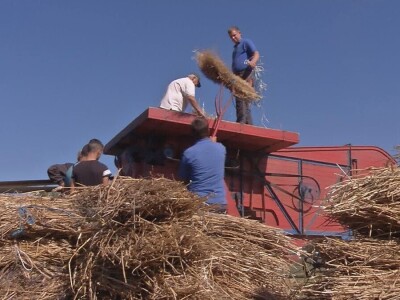 Vršaj žita nekad i sad