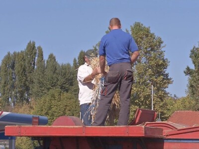 Vršaj žita nekad i sad