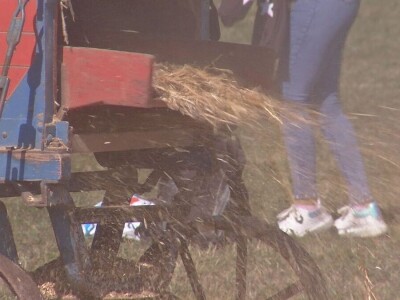 Vršaj žita nekad i sad