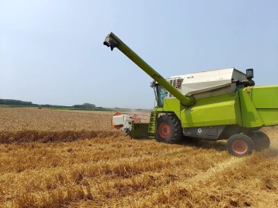 Vršidba i vaganje pokusa BC pšenica u Tomašancima