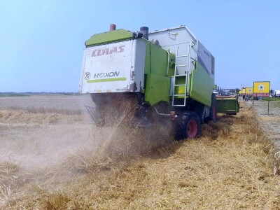Vršidba i vaganje pokusa BC pšenica u Tomašancima