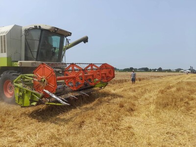 Vršidba i vaganje pokusa BC pšenica u Tomašancima