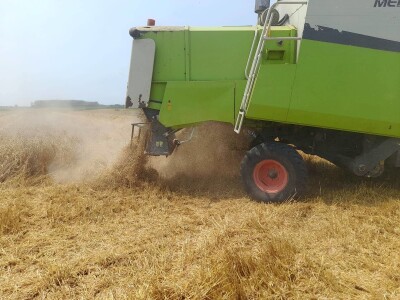 Vršidba i vaganje pokusa BC pšenica u Tomašancima
