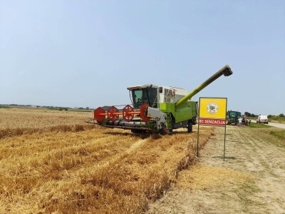 Vršidba i vaganje pokusa BC pšenica u Tomašancima