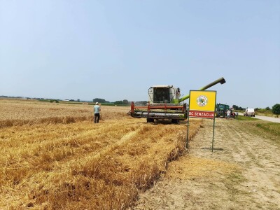 Vršidba i vaganje pokusa BC pšenica u Tomašancima
