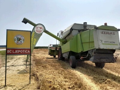 Vršidba i vaganje pokusa BC pšenica u Tomašancima