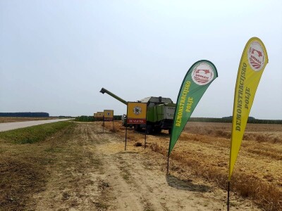 Vršidba i vaganje pokusa BC pšenica u Tomašancima