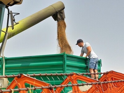 Vršidba i vaganje pokusa BC pšenica u Tomašancima
