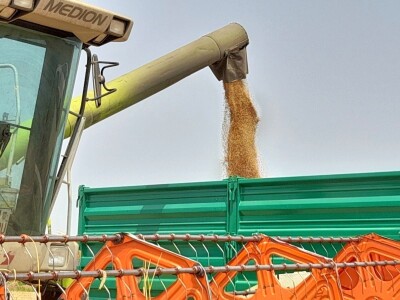 Vršidba i vaganje pokusa BC pšenica u Tomašancima