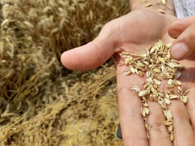 Vršidba i vaganje pokusa BC pšenica u Tomašancima