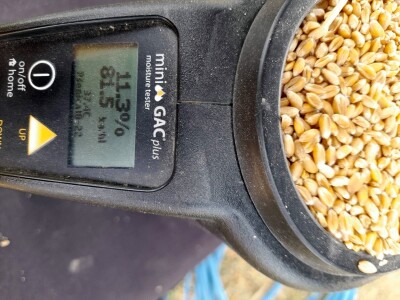 Vršidba i vaganje pokusa BC pšenica u Tomašancima