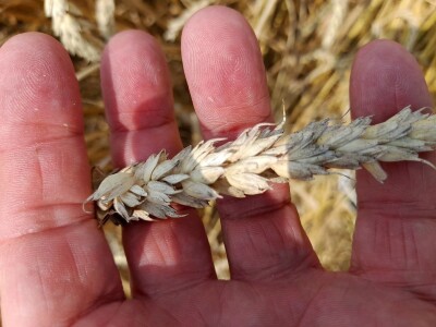 Vršidba i vaganje pokusa BC pšenica u Tomašancima