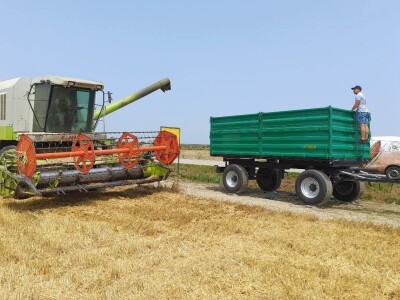 Vršidba i vaganje pokusa BC pšenica u Tomašancima