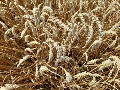 Vršidba i vaganje pokusa BC pšenica u Tomašancima