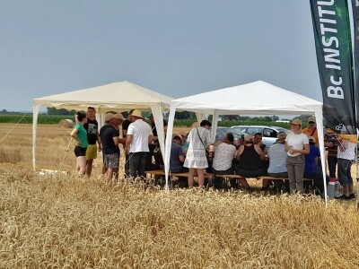 Vršidba i vaganje pokusa BC pšenica u Tomašancima