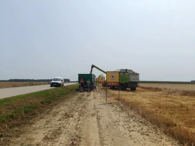 Vršidba i vaganje pokusa BC pšenica u Tomašancima