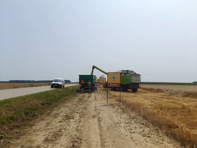 Vršidba i vaganje pokusa BC pšenica u Tomašancima