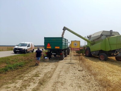 Vršidba i vaganje pokusa BC pšenica u Tomašancima