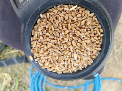 Vršidba i vaganje pokusa BC pšenica u Tomašancima