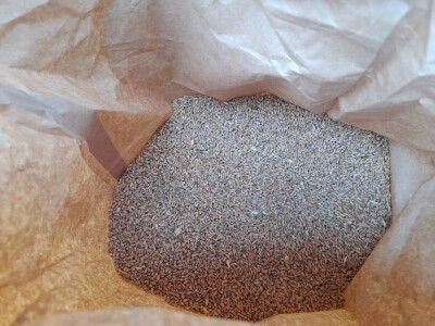 Vršidba i vaganje pokusa BC pšenica u Tomašancima