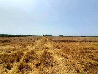 Vršidba i vaganje pokusa BC pšenica u Tomašancima