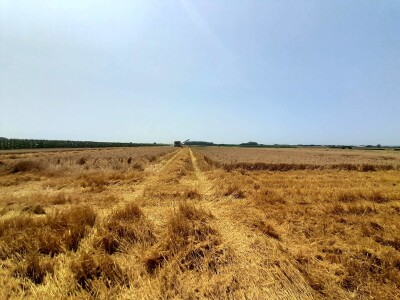 Vršidba i vaganje pokusa BC pšenica u Tomašancima