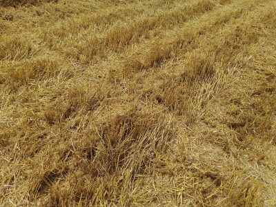 Vršidba i vaganje pokusa BC pšenica u Tomašancima