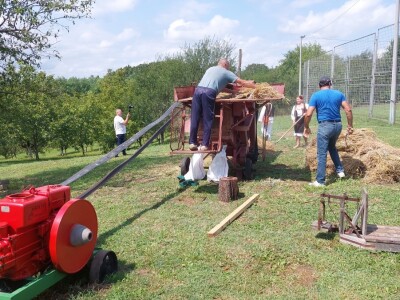Vršidba pšenice u  Donjoj Lupljanici Vršidba pšenice u  Donjoj Lupljanici