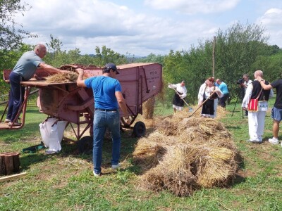 Vršidba pšenice u  Donjoj Lupljanici Vršidba pšenice u  Donjoj Lupljanici