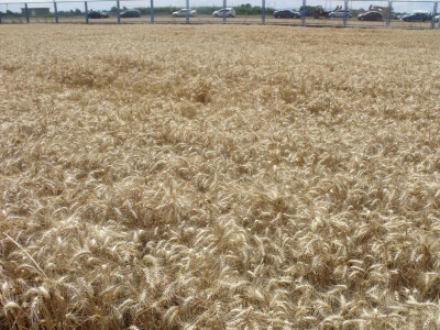 Žetva i vršidba u prošlosti