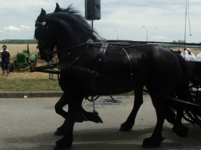 Žetva i vršidba u prošlosti