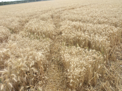 Žetva i vršidba u prošlosti