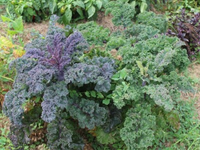 Vrt koji nikad nije prazan