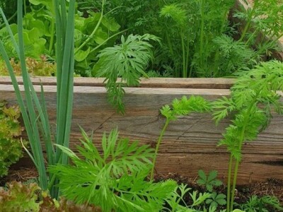 Vrt koji nikad nije prazan