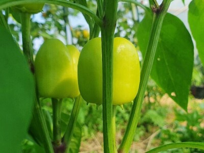 Vrt koji nikad nije prazan