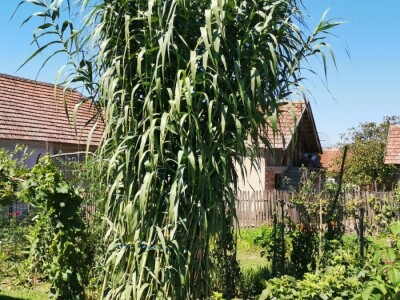 Vrt sa stotinama biljaka